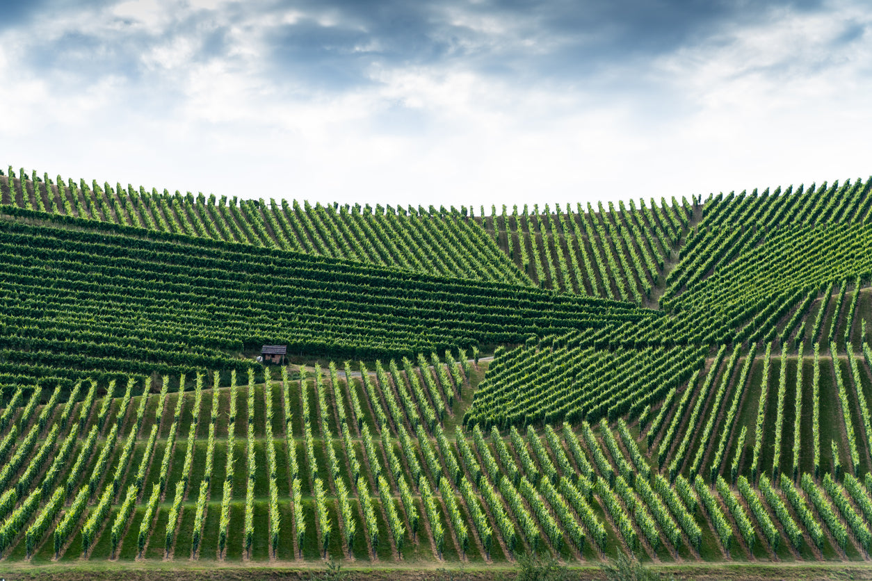 Willkommen bei What a Wine